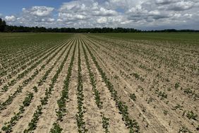 A field of struggling soybean plants in Maryland in June 2024