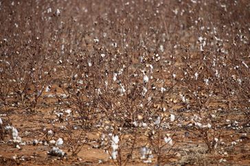 Cotton crop in parched field in central western New South Wales