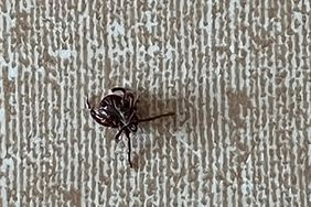 The ticks are back!