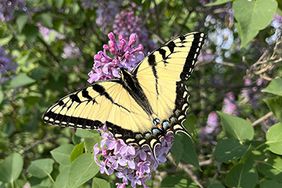 butterfly on a lilac bush