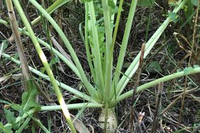 Tillage Radish after winter wheat harvest