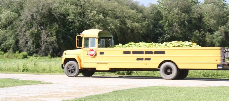 School bus carrying tobacco