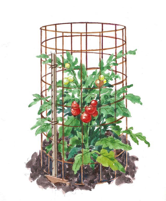 tomato cage