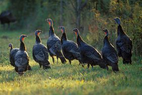 bunch of wild turkeys