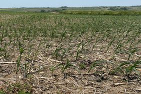 Drought-Corn-Iowa-XtremeAg