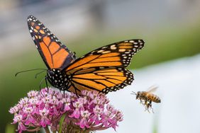 An orange monarch butterfly feeding on a pink flower.