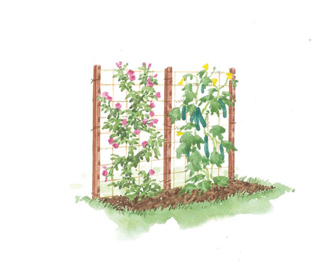 versatile trellis