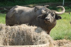 water buffalo