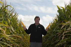 Man holds ears of corn between widely spaced corn rows