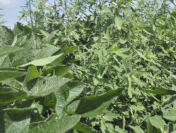 Weeds in bean field