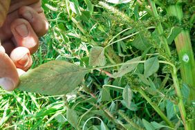 Young Palmer amaranth plants can be identified by a petiole longer than the leaf.