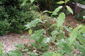 small tree in weeds