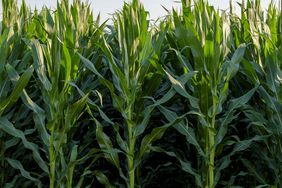 Corn field