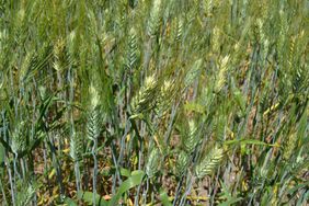 Wheat-CloseUp