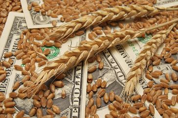 wheat-money-close-up