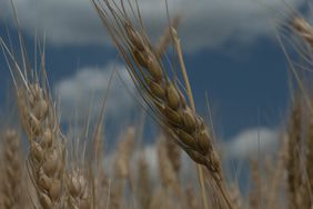 Wheat2-CloseUp