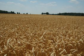 A wheat field near harvest.