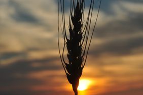 Pasta products and wheat flour are produced from U.S. grown, milled and packaged wheat.