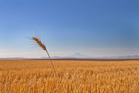 A wheat field with mountains in the background.