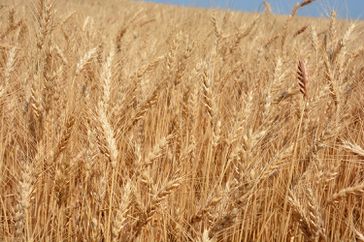 WheatField2-CloseUp