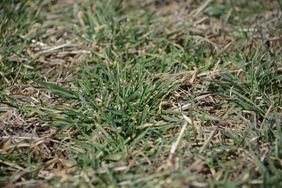 Winter wheat emerged in February