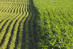 A soybean field next to a corn field.