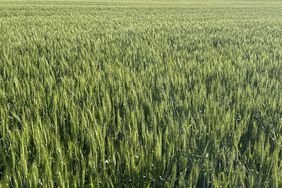 Kansas winter wheat crop in early May 2024