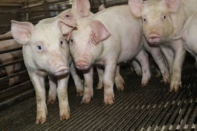 A few young pigs in a barn.