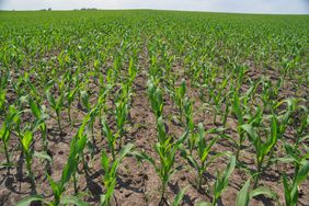 Young corn in a field.