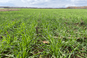 A field of green winter wheat growing in Alabama