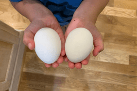 eggs in hand