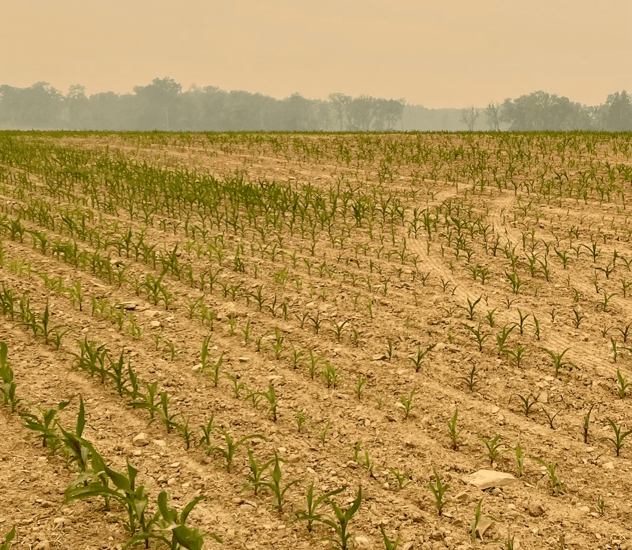 corn variability in Pennsylvania