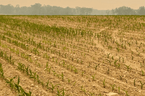 corn variability in Pennsylvania