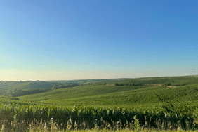 Kelly-Garrett-July-corn-field