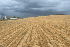 Corn emerging in a field of terminated cover crops on a cloudy day in western Iowa