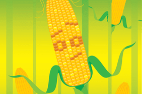 ear of corn shrugging