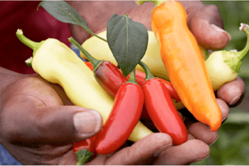 peppers in hand