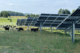 Sheep graze around solar panels at Heritage Sustainable Energyâs M-72 array on Aug. 2. 